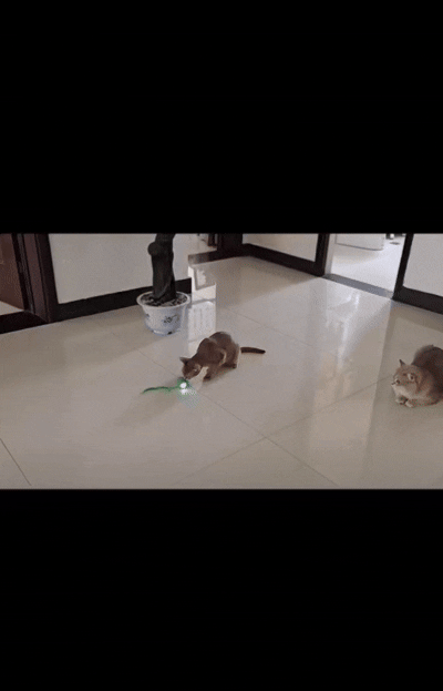 TinderboxPets™ Smart Interactive Auto-Rolling Ball