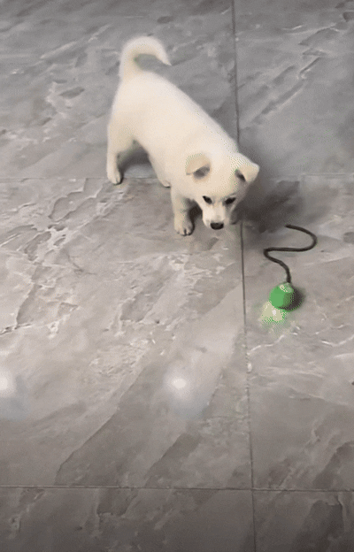 TinderboxPets™ Smart Interactive Auto-Rolling Ball